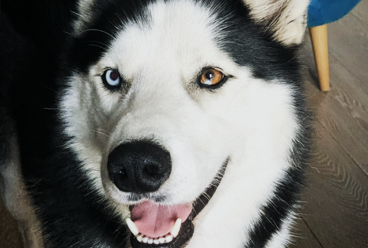 husky noir et blanc aux yeux vairons