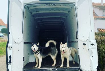 Deux huskys qui construisent un van aménagé